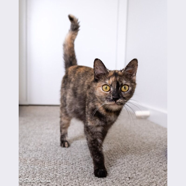Photo of Roxie