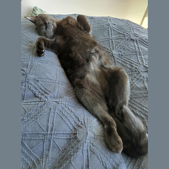 Photo of Pip & Squeak   In Foster In Preston 