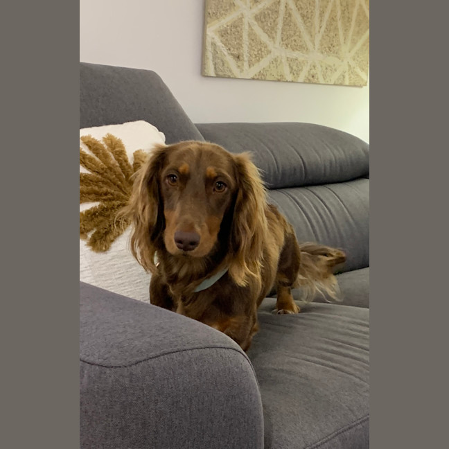 Photo of Rocco