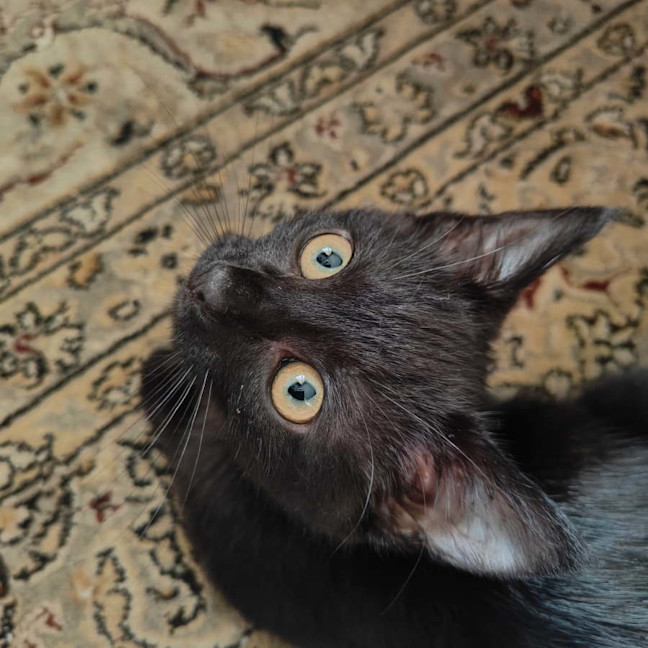 Photo of Night Fury Jr 