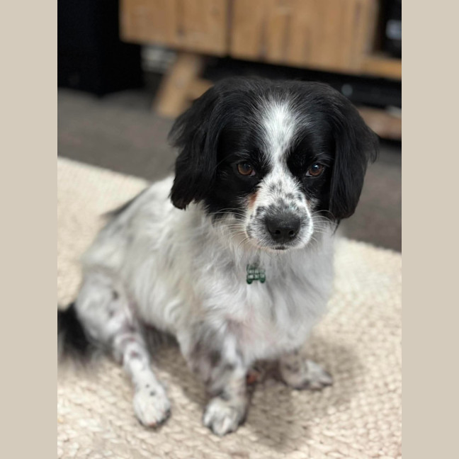 Photo of Bella