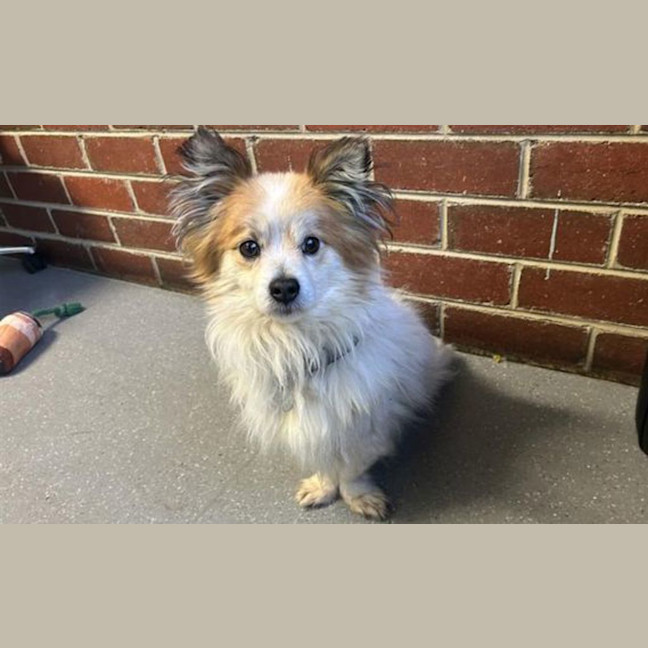 Photo of Rusty