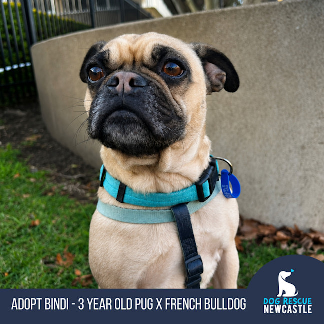 Photo of Bindi   3 Year Old Pug X Frenchie