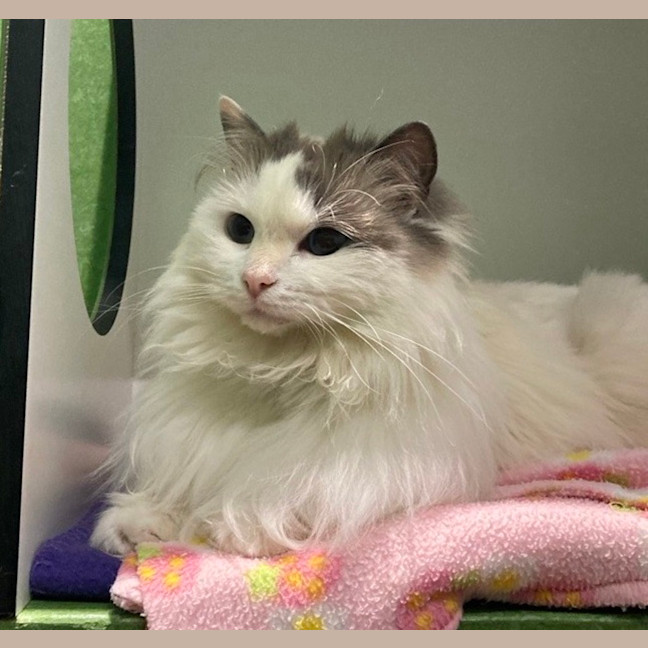 Photo of Luna
