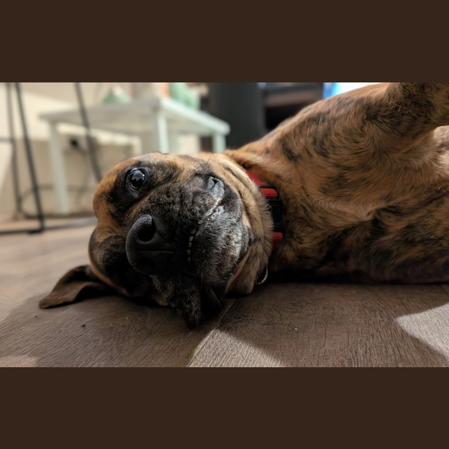 Photo of Rosette (Daisy)