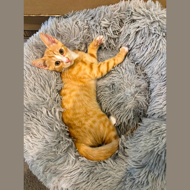 Photo of Teddy