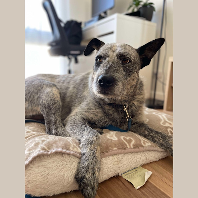 Photo of Scruffy