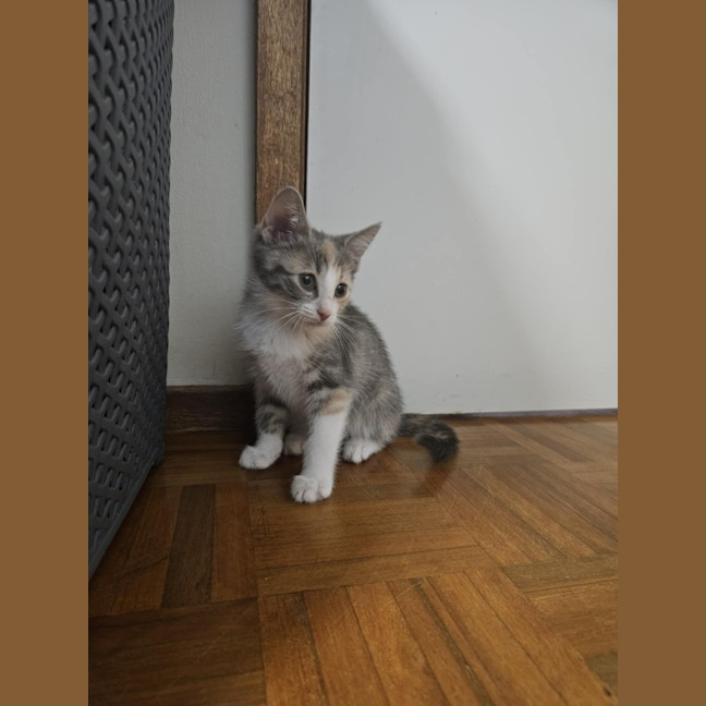 Photo of Turbo