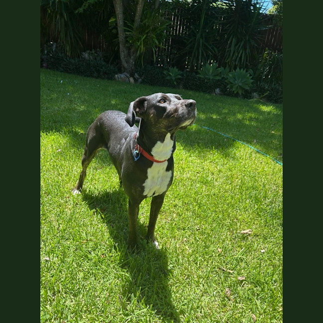 Photo of Sasha *$250 Adoption Fee*