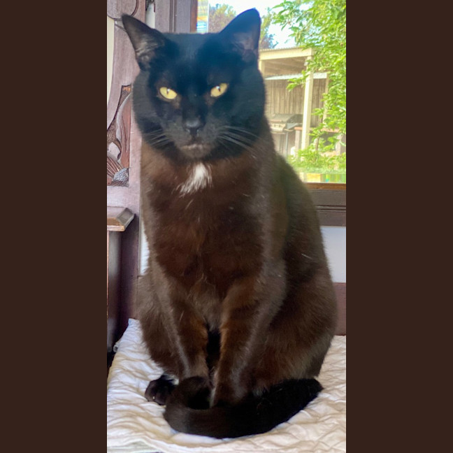 Photo of Batman Black