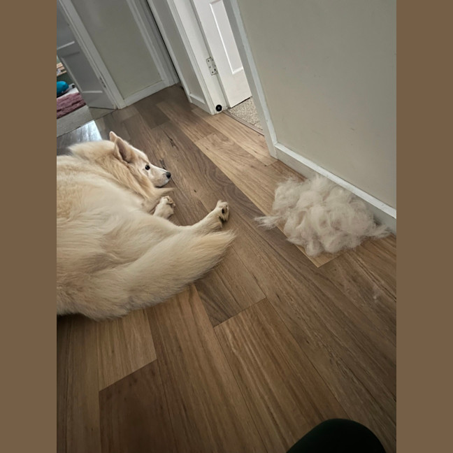 Photo of Mango Cream