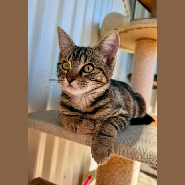 Photo of Gracie