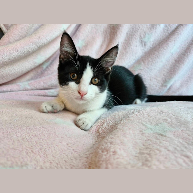 Photo of Nugget