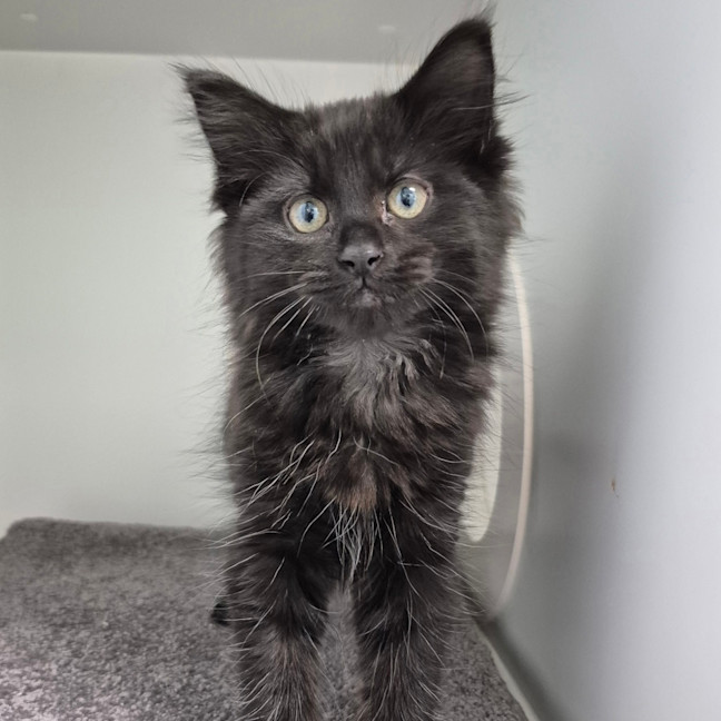 Photo of Black Beauty