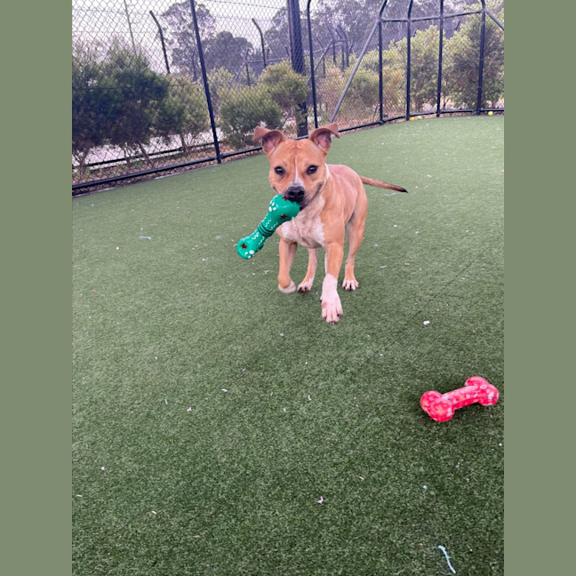 Photo of Beatrix Imp 1481