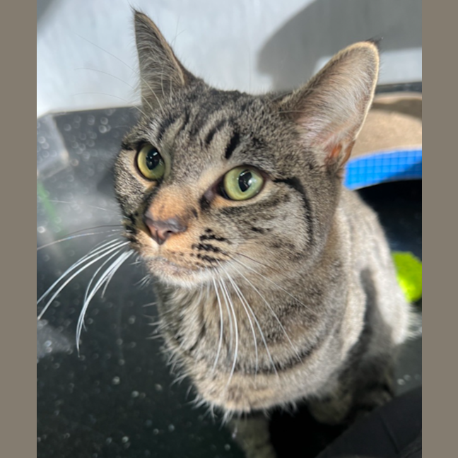 Photo of Tabby Queen 