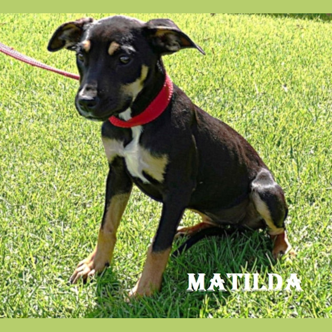 Photo of Matilda