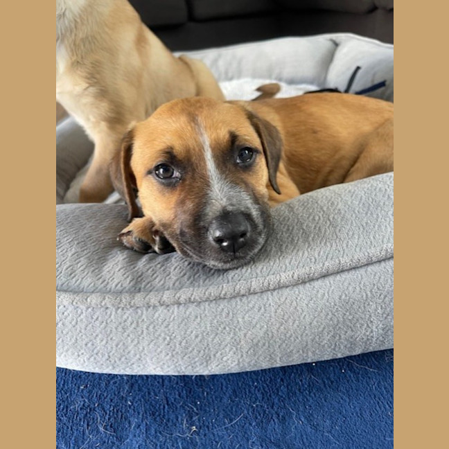 Photo of Billie   8 Week Old Mastiff X (Trial)