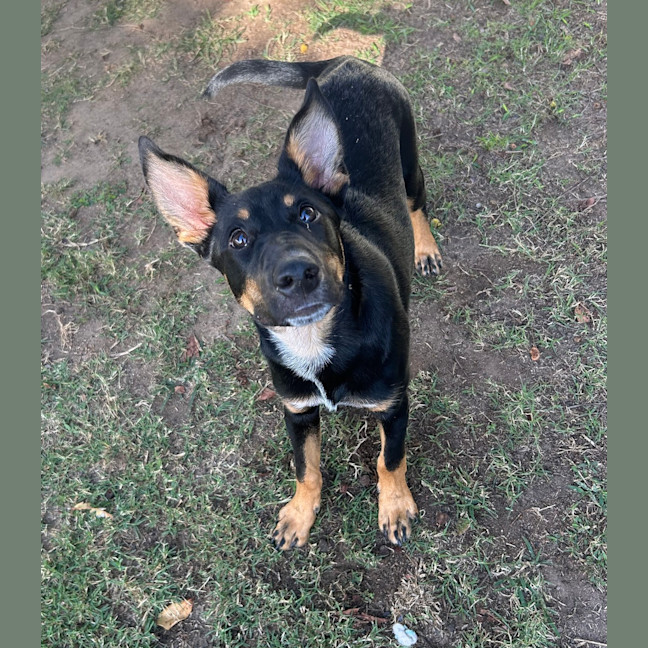 Photo of Greenie