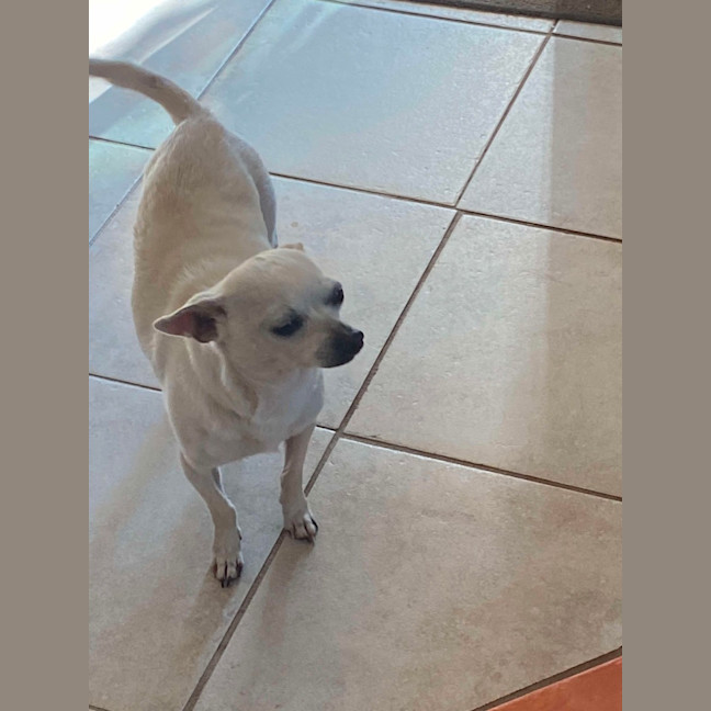 Photo of Rocky   6 Year Old Chihuahua (Trial)