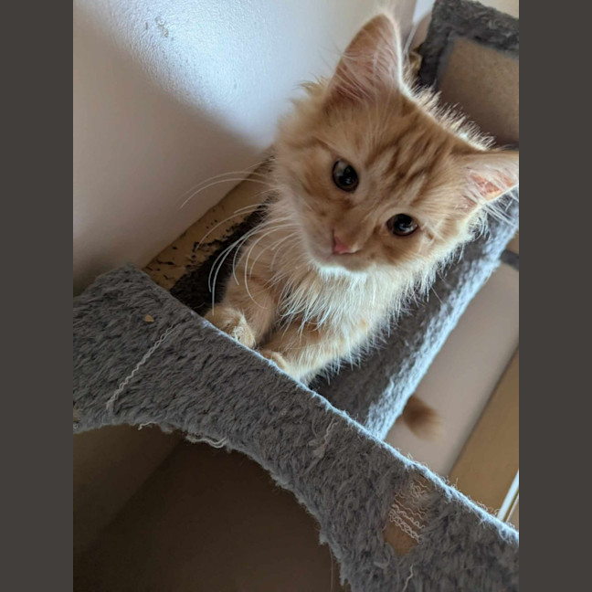 Photo of Fred Flintstone 