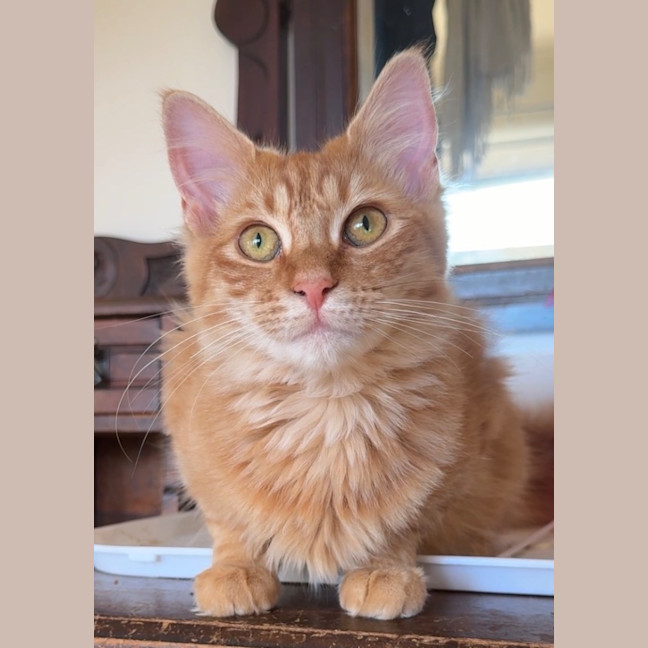 Photo of Lady Cattlin