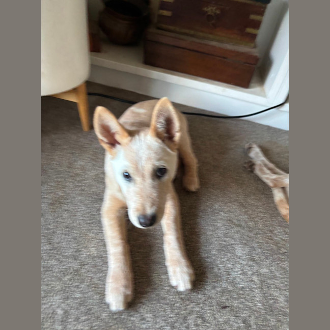 Photo of Winger