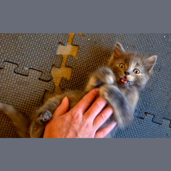 Photo of Buttons