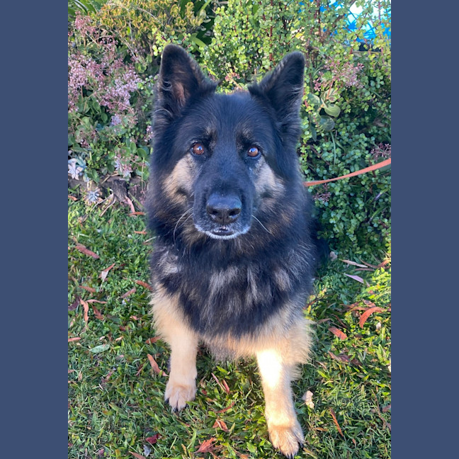 Photo of Loki
