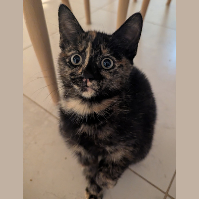 Photo of Nyx