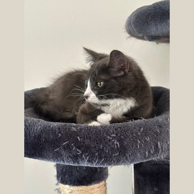 Photo of Darcy
