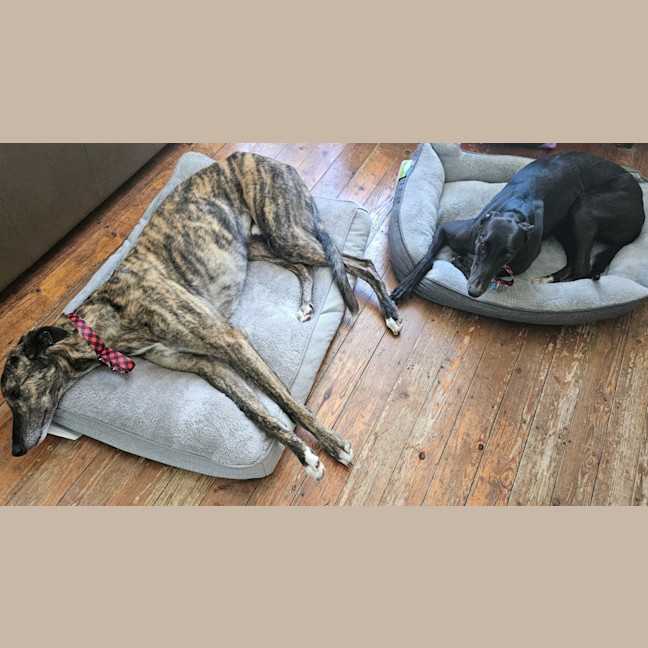 Photo of Roxy (With Rocky)