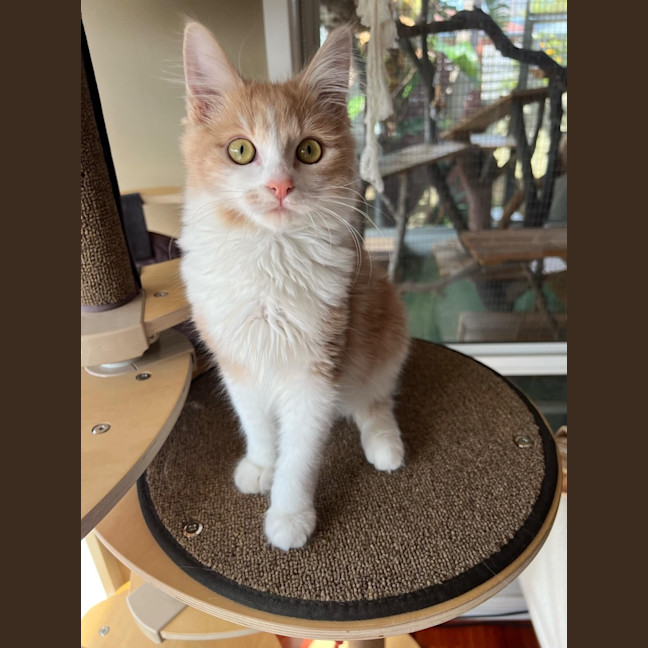 Photo of Angus & Fox