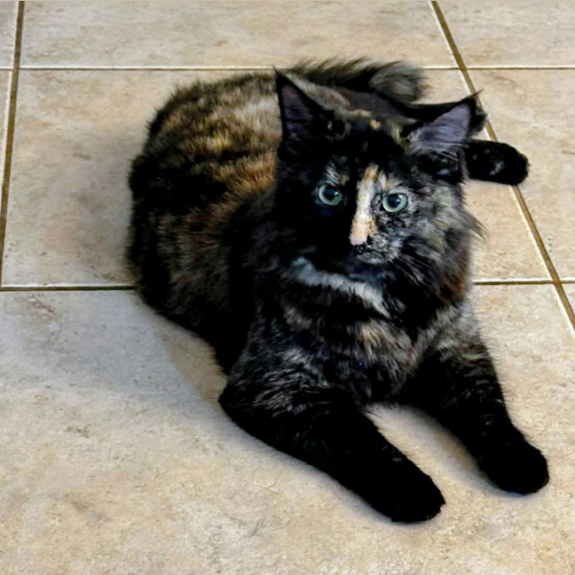 Photo of Stella