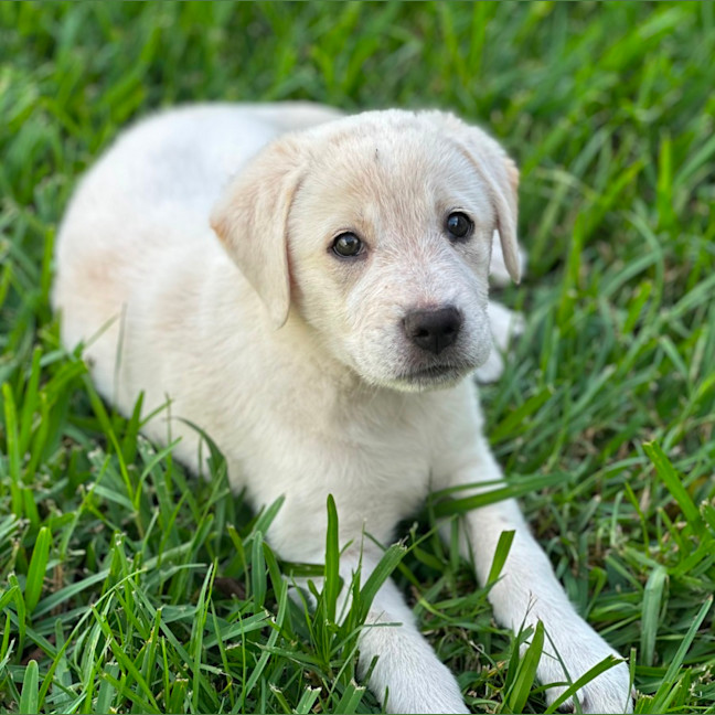 Photo of Marley 🐾🐶