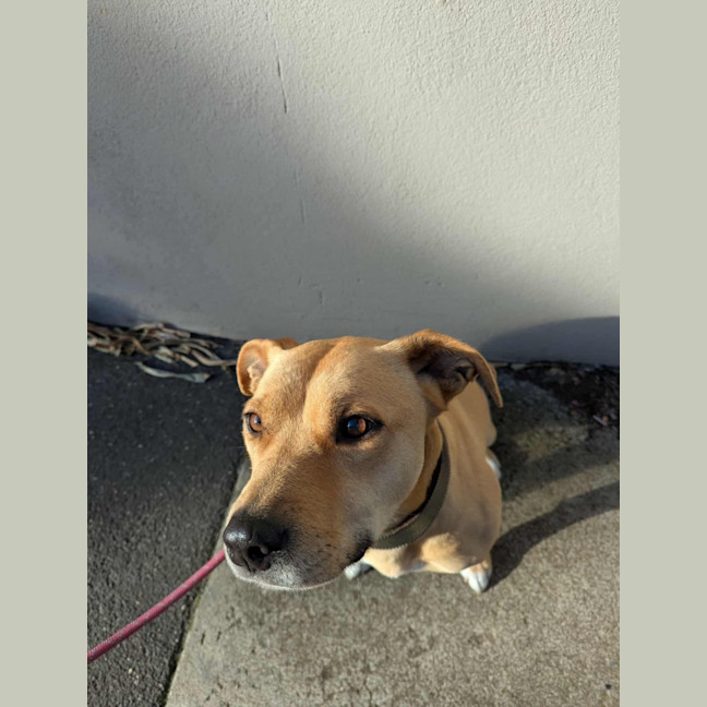 Photo of Apple Crumble