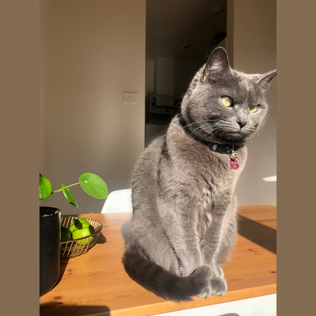 Photo of 💖 Coco 👑