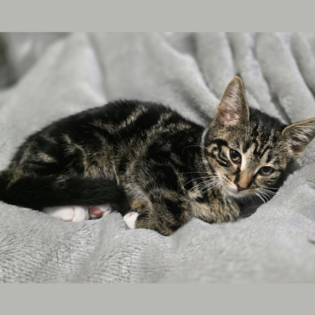 Photo of Pipsqueak