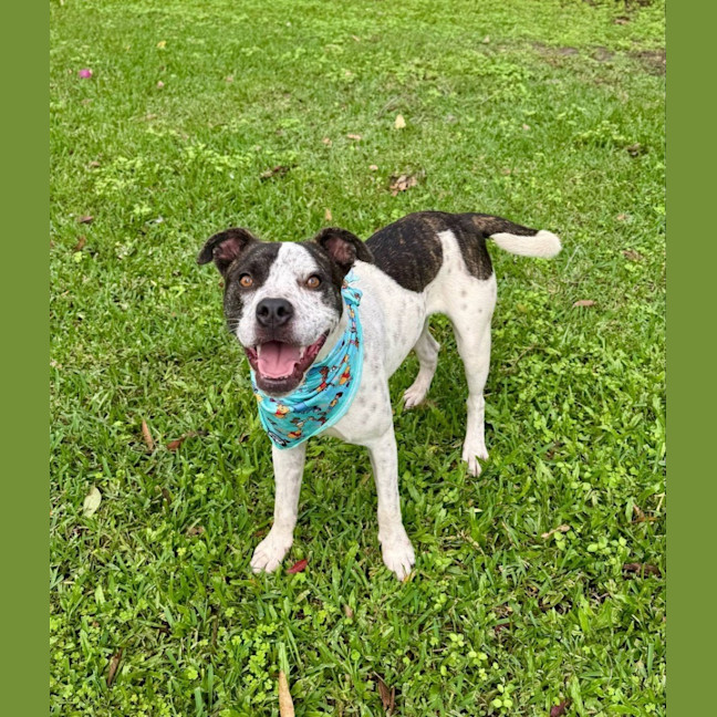 Photo of Owen *$250 Adoption Fee*