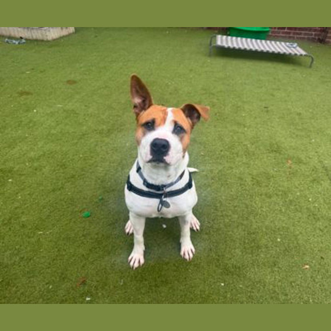 Photo of Tiki