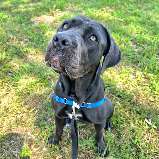 Photo of Dandelion