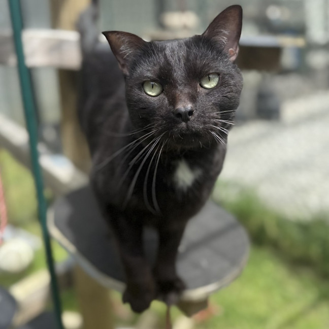 Photo of Little Buddy