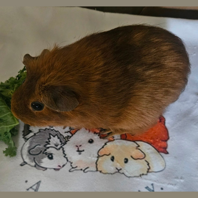 Photo of Biscoff