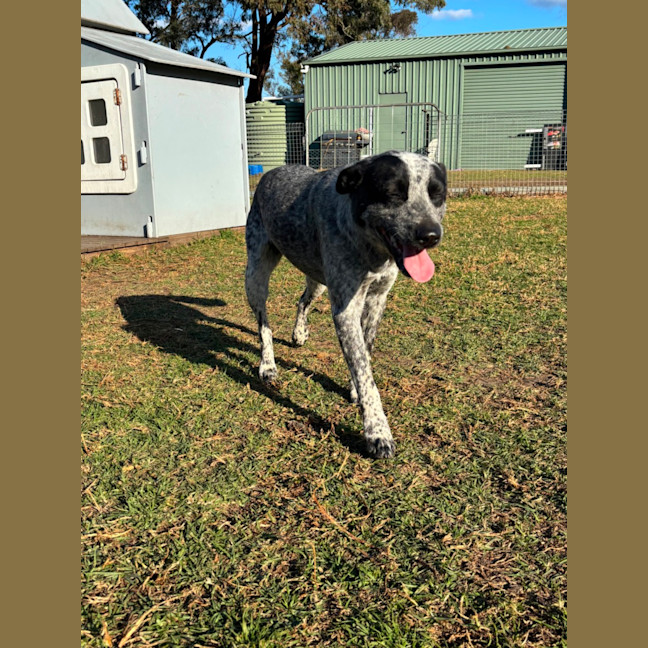Photo of Clyde 