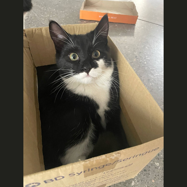 Photo of Spitfire