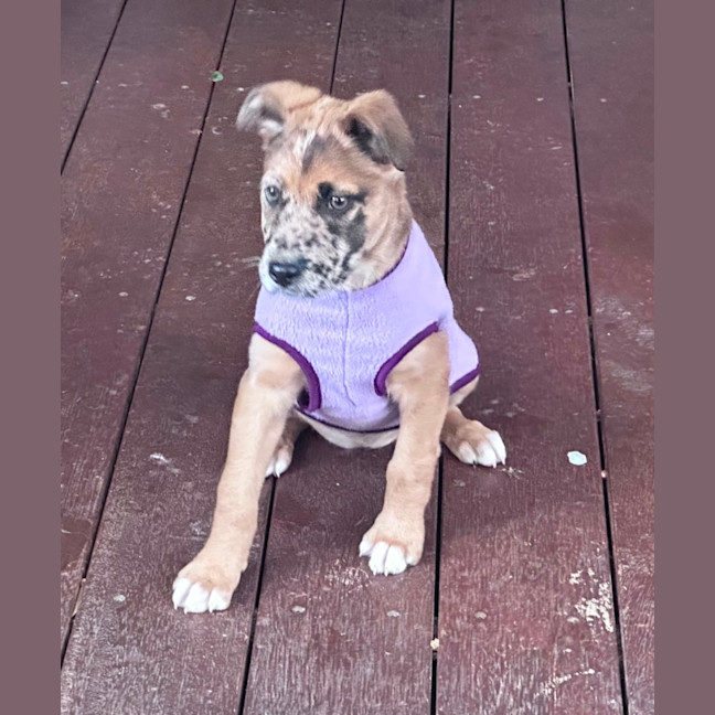 Photo of Dottie 