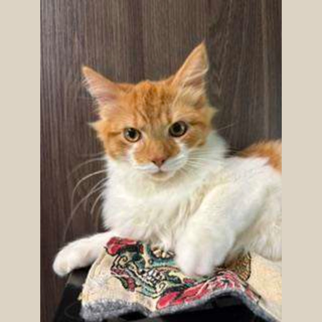 Photo of Oliver