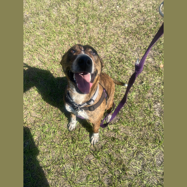 Photo of Honey