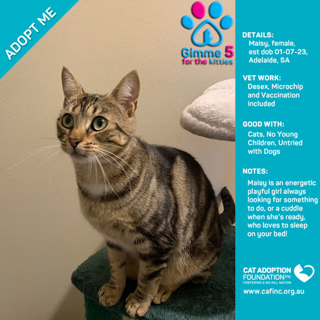 Photo of Maisy Only $39 Limited Time!