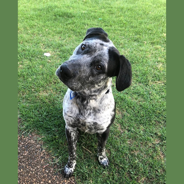 Photo of Samson *$250 Adoption Fee*
